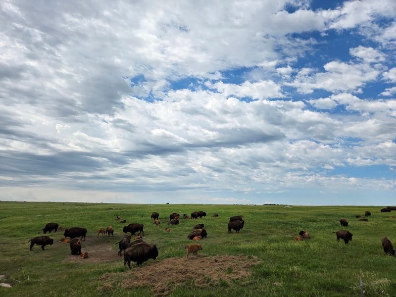 A Bison Herd Living on the Prairie A Bison Herd Living on the Prairie