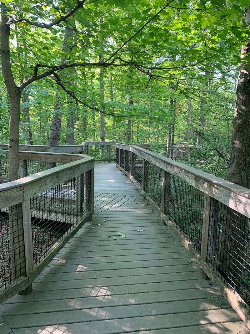 A Boardwalk Through the Woods That Feels Like a Different World A Boardwalk Through the Woods That Feels Like a Different World