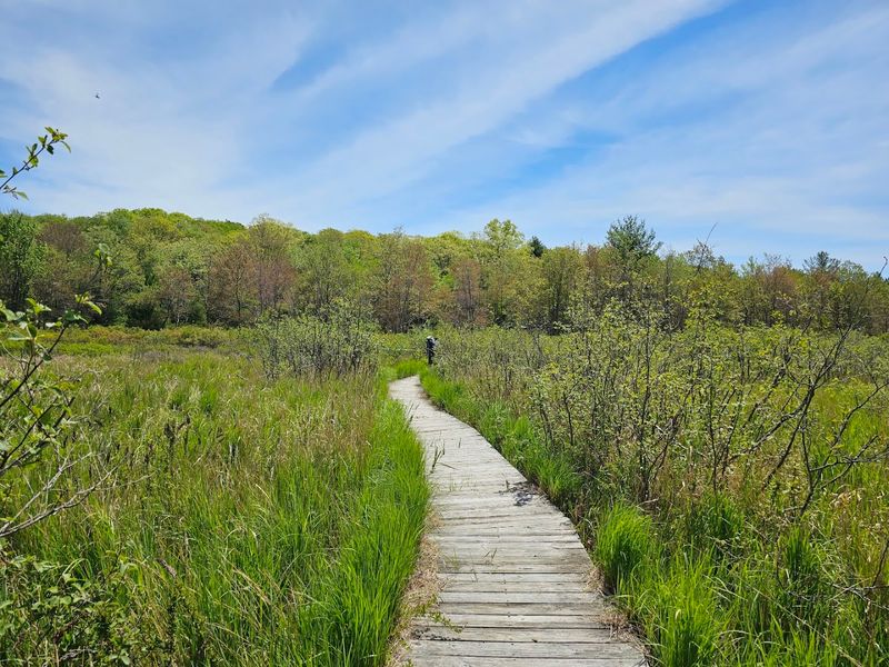 A Bog Unlike Anything Else in Pennsylvania A Bog Unlike Anything Else in Pennsylvania