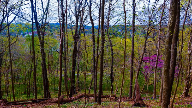A Botanical Showcase of Native Appalachian Plants A Botanical Showcase of Native Appalachian Plants