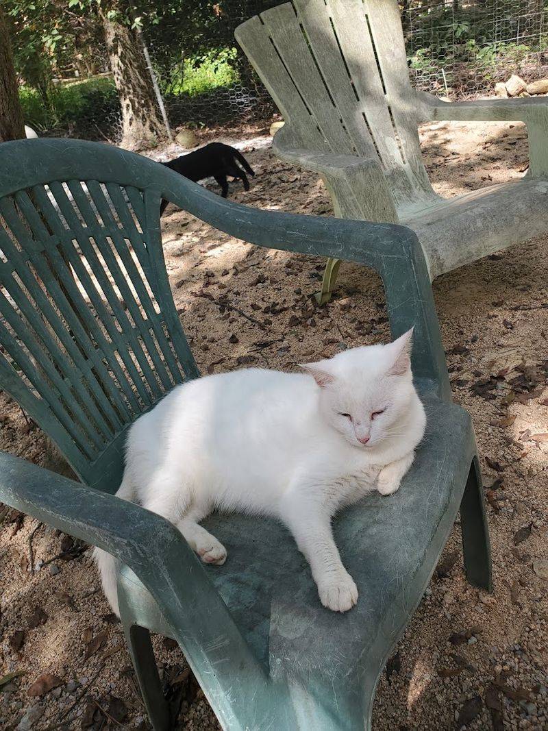 A Calm, Zen-Like Atmosphere for Cat People A Calm, Zen-Like Atmosphere for Cat People