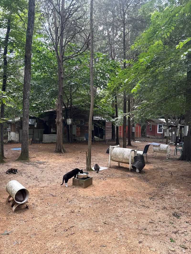 A Cat Kingdom Hidden Down Goathouse Road in Pittsboro A Cat Kingdom Hidden Down Goathouse Road in Pittsboro