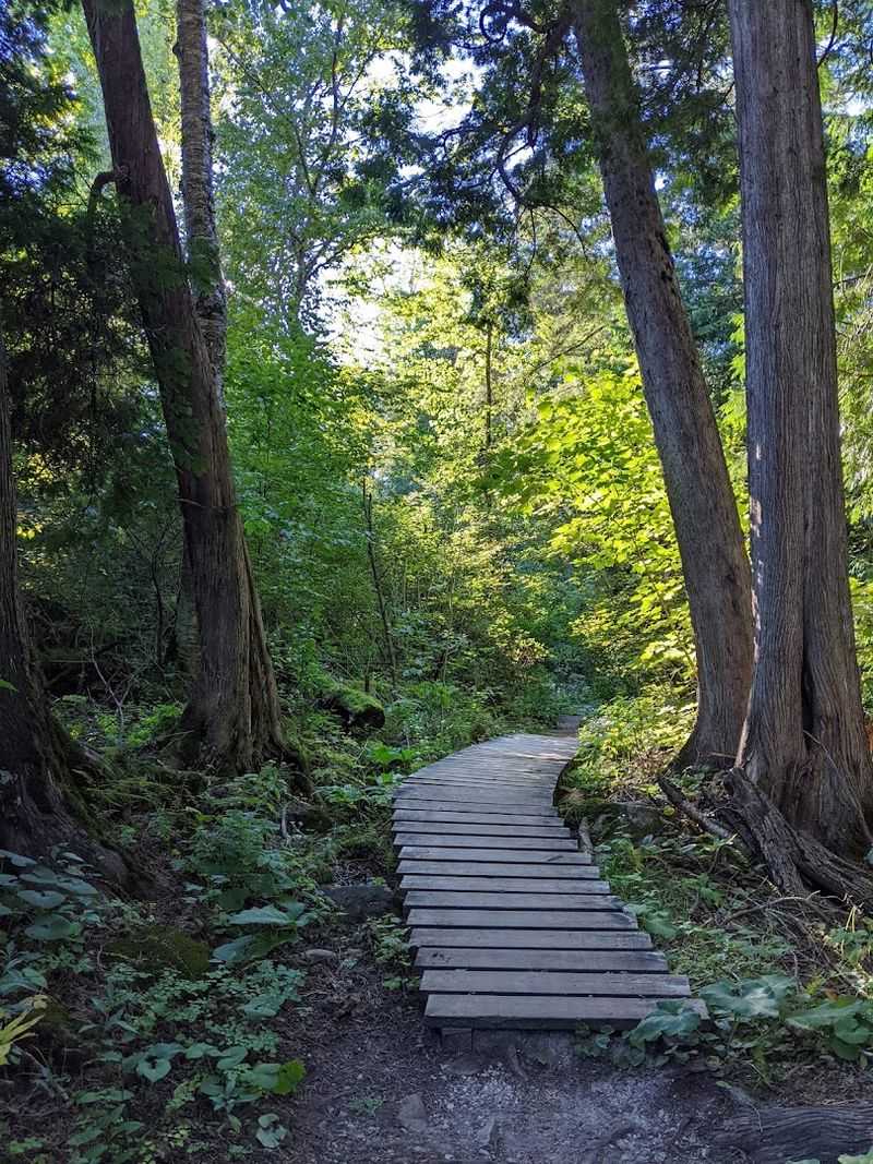 A Cedar Grove Worth Finding A Cedar Grove Worth Finding