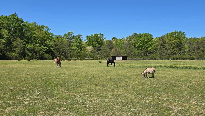 A Cedarville Rescue Farm With A Big Local Heart
