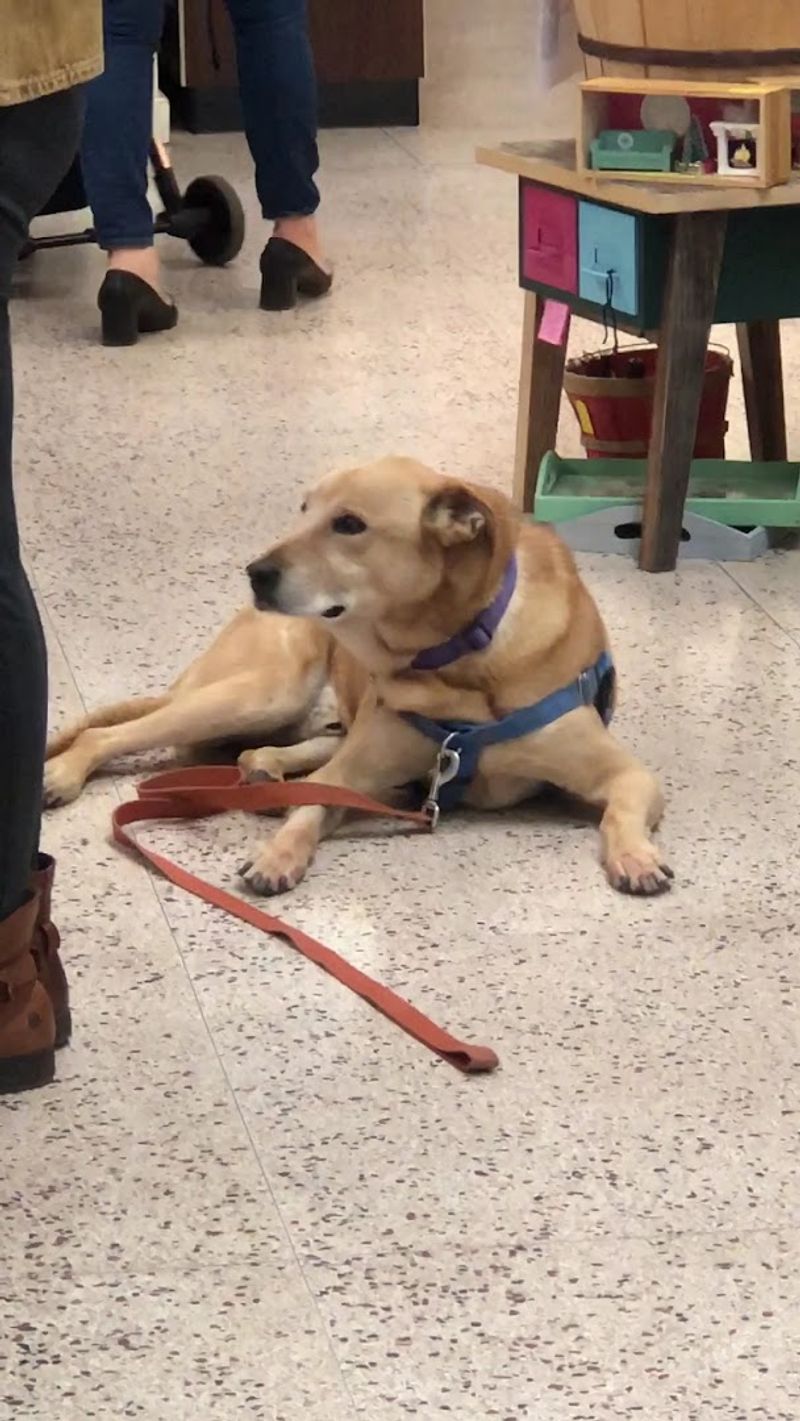 A Dog-Friendly Policy That Sets It Apart A Dog-Friendly Policy That Sets It Apart