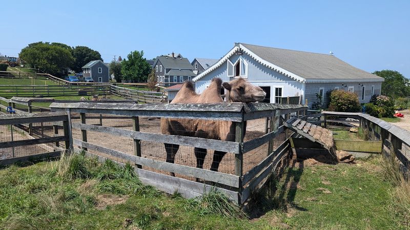 A Farm That Does Not Charge Admission