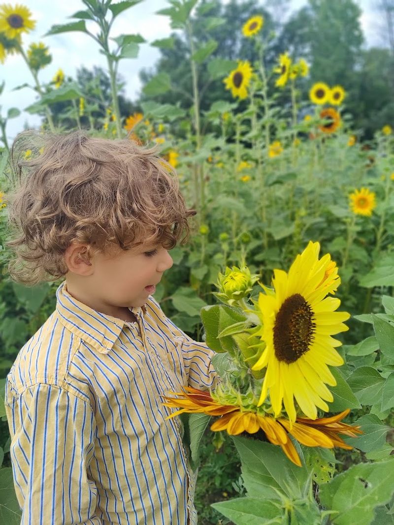 A Farm That Runs on Trust and Sunflowers A Farm That Runs on Trust and Sunflowers