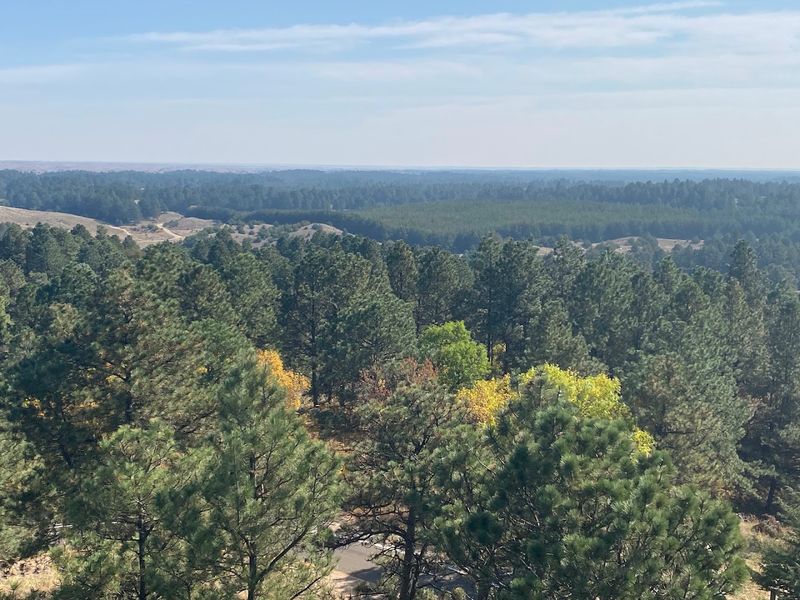 A Forest Forged by Resilience: The Remarkable Story Behind the Pines A Forest Forged by Resilience: The Remarkable Story Behind the Pines