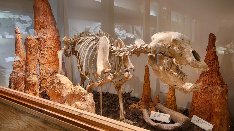 A Fossil Collection That Rivals Museum Displays A Fossil Collection That Rivals Museum Displays