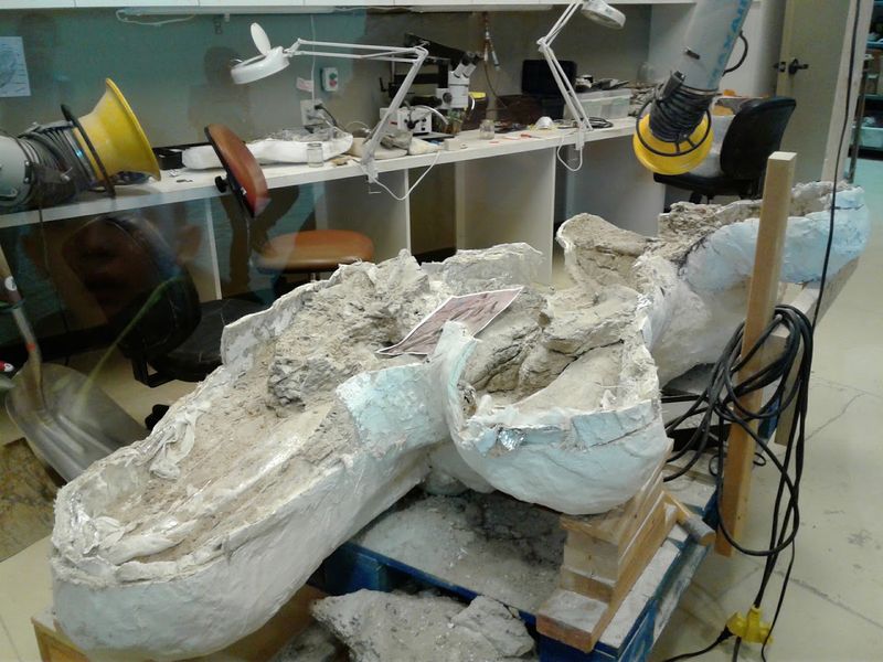 A Fossil Lab Where Science Happens in Real Time A Fossil Lab Where Science Happens in Real Time