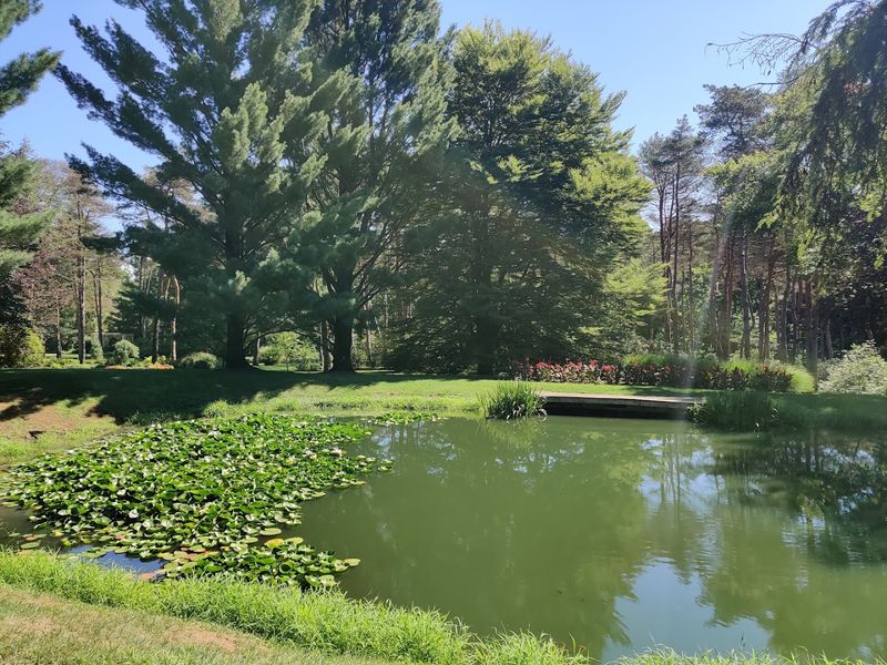 A Frog Pond That Brings the Garden to Life