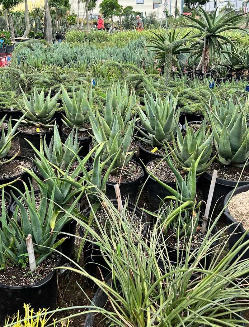 A Go-To Source For Landscape Installation Plants A Go-To Source For Landscape Installation Plants