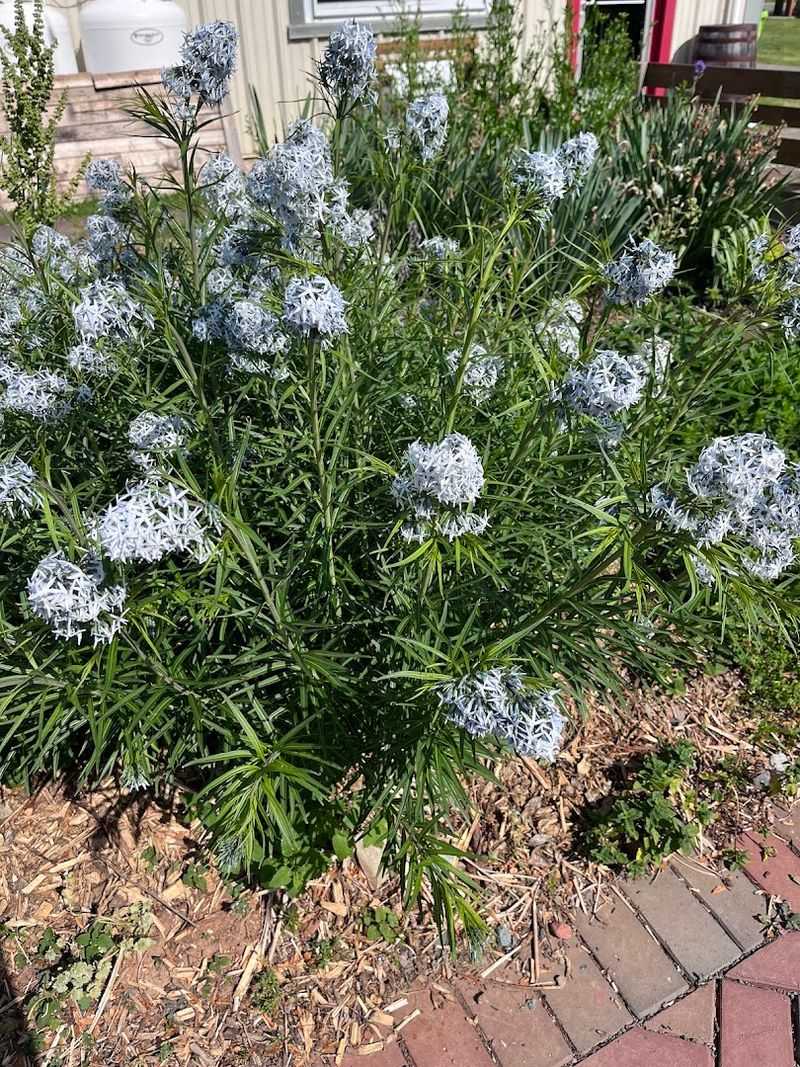 A Haven for Backyard Wildlife