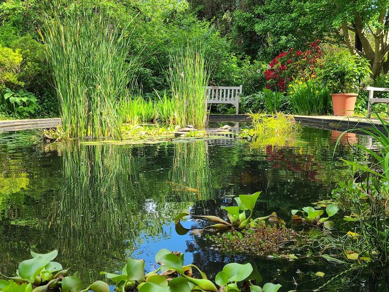 A Koi Pond That Stops People in Their Tracks