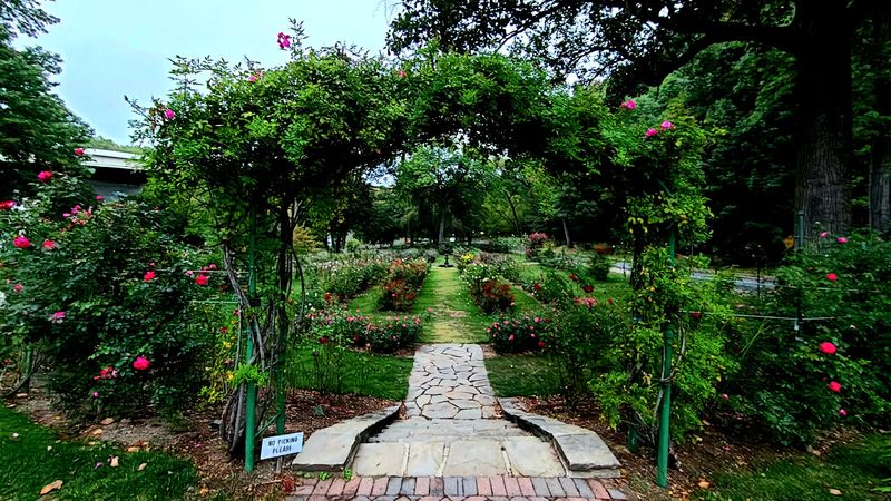 A Living Collection: The Roses Growing Here Today A Living Collection: The Roses Growing Here Today