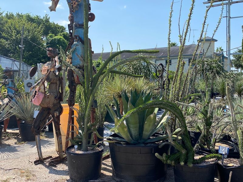 A Nursery Unlike Anything You Have Seen Before A Nursery Unlike Anything You Have Seen Before