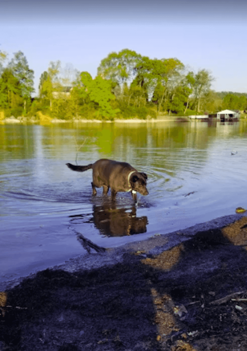 A Park That Genuinely Welcomes Dogs