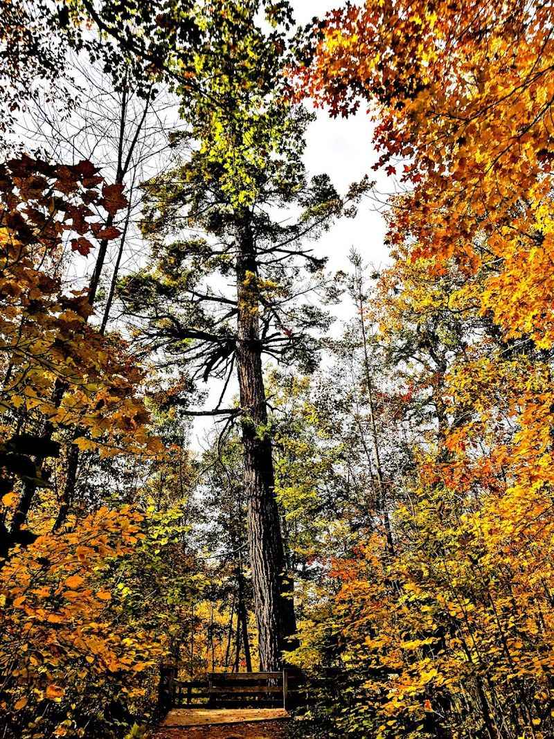 A Park That Has Been Protecting Old-Growth Forest for Over a Century A Park That Has Been Protecting Old-Growth Forest for Over a Century