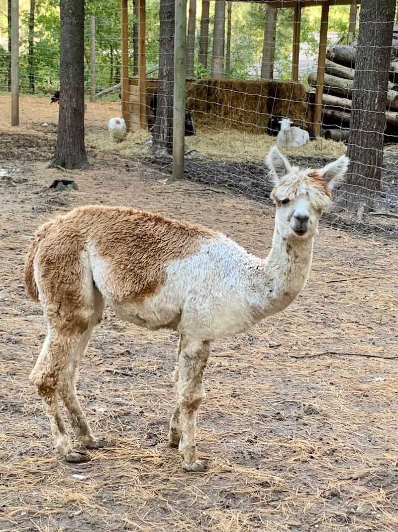 A Petting Zoo, Gift Shop, and More to Explore A Petting Zoo, Gift Shop, and More to Explore