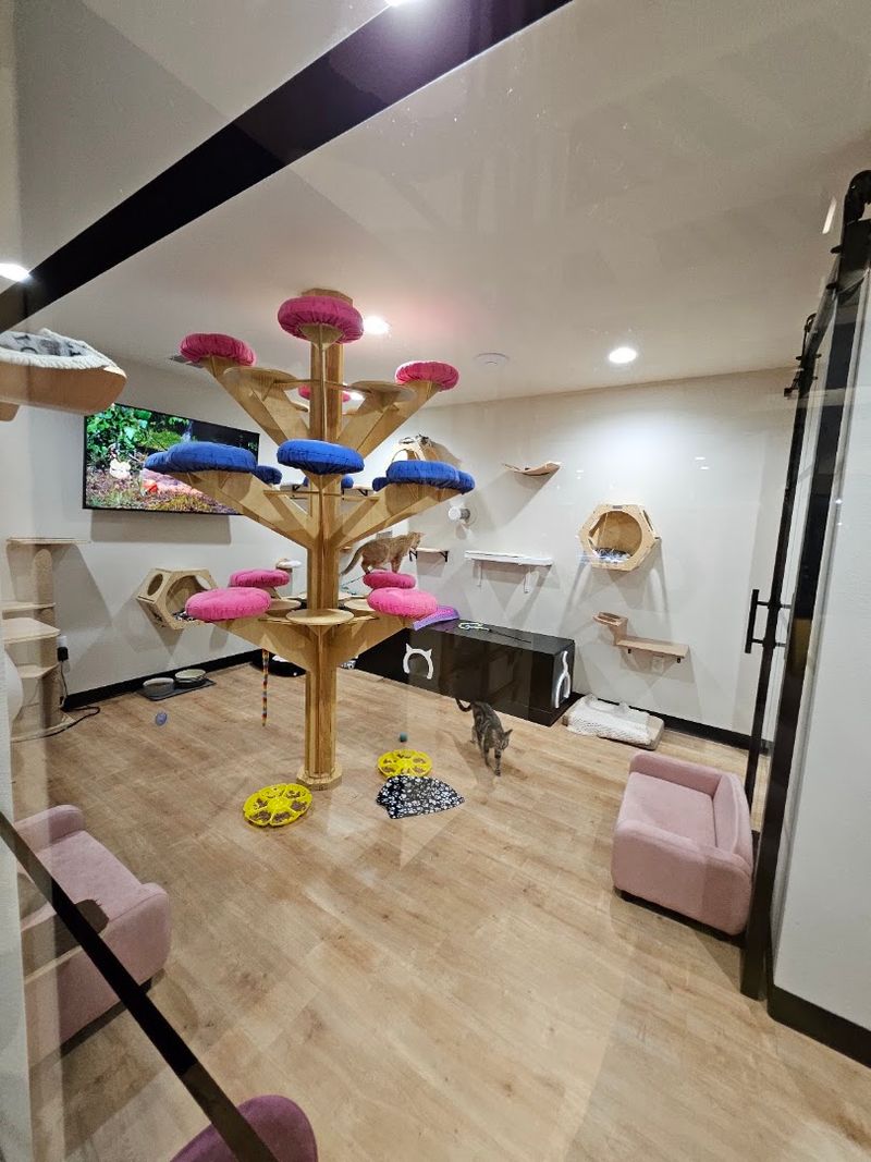 A Place Built Around Cat Wellbeing