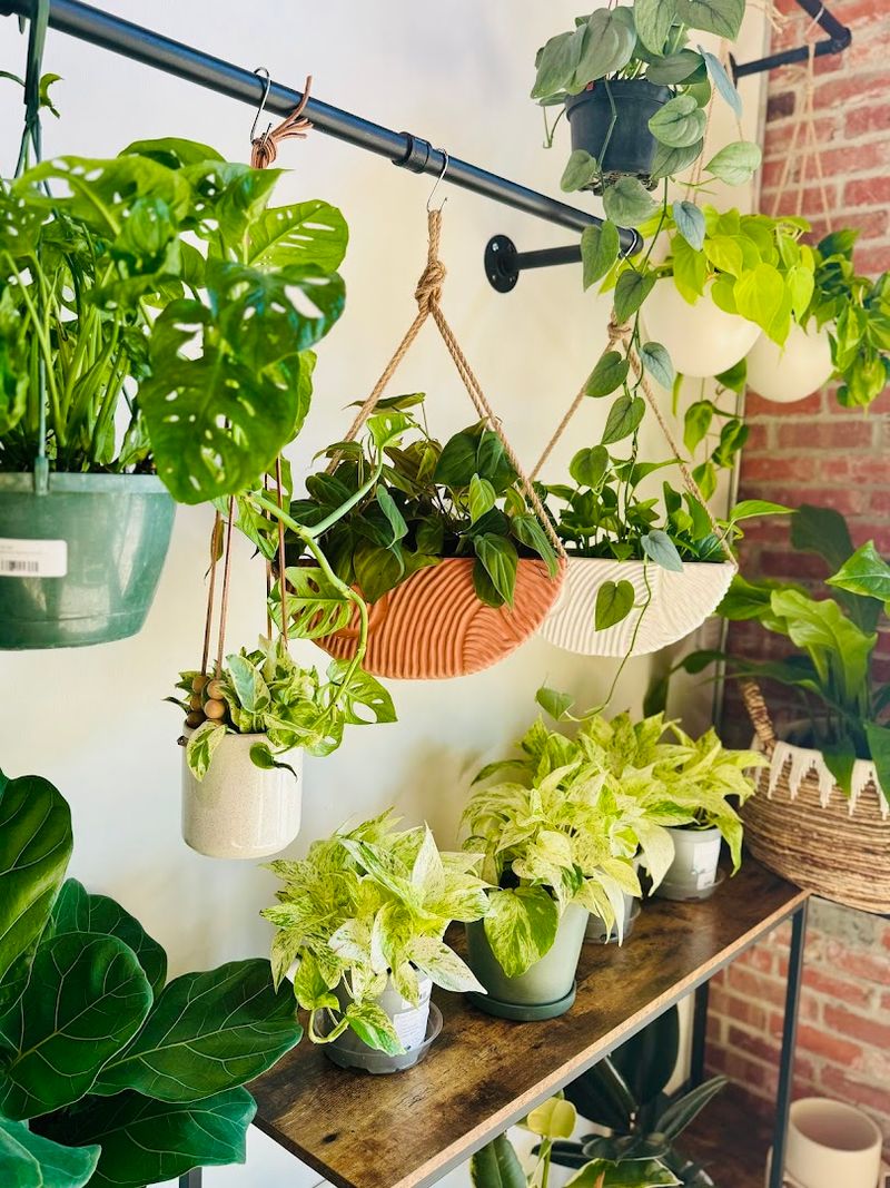 A Plant Collection That Covers All the Bases A Plant Collection That Covers All the Bases