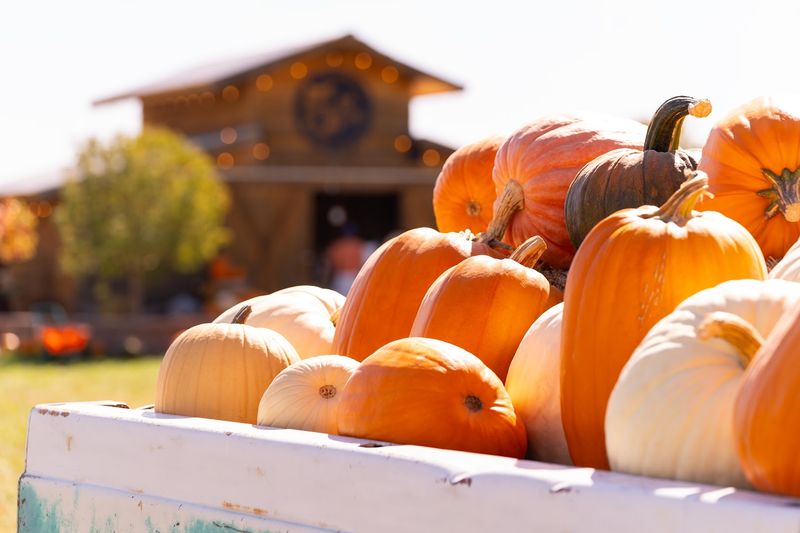 A Pumpkin Patch That Goes Way Beyond Orange