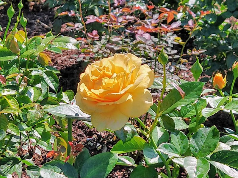 A Rose Garden Worth Planning Your Summer Around