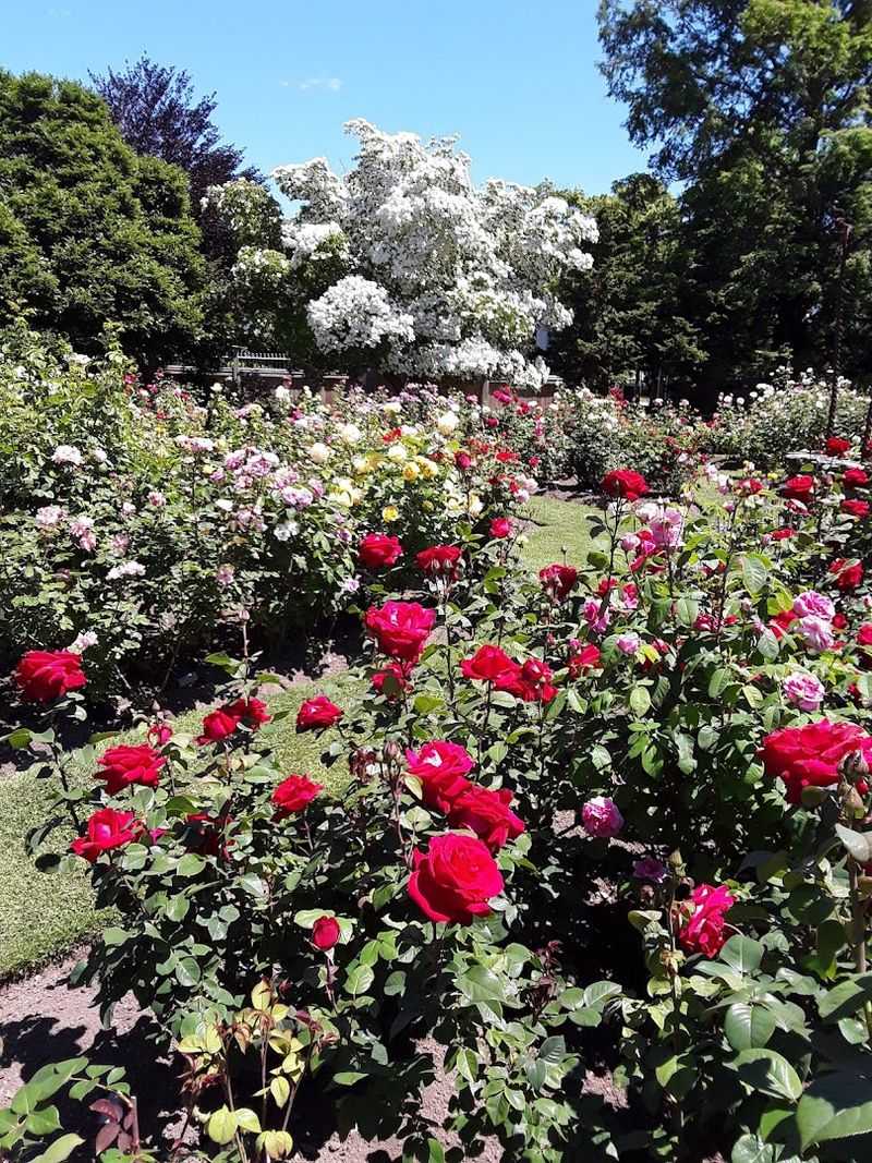 A Rose by Any Other Name: The Heart of the Garden in Full Bloom