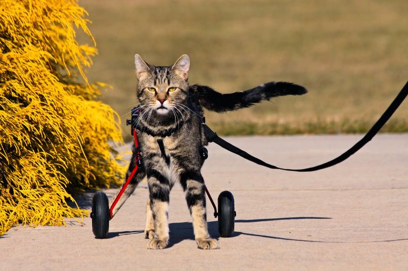A Sanctuary Built Around Cats In Need A Sanctuary Built Around Cats In Need