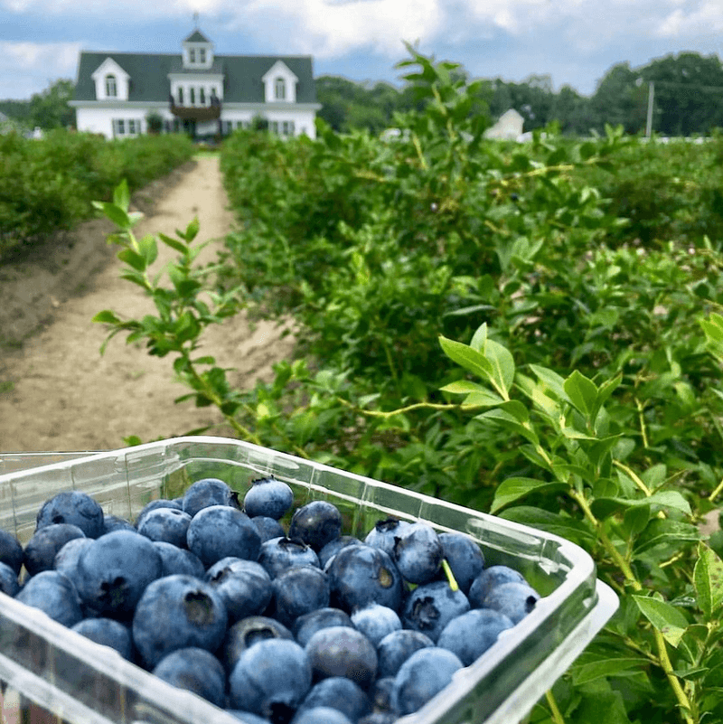 A Soft Verdict For Jersey Blueberry Fans A Soft Verdict For Jersey Blueberry Fans