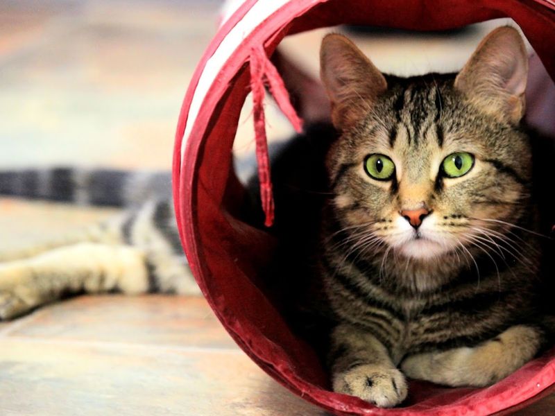 A Soft Verdict For New Jersey Animal Lovers A Soft Verdict For New Jersey Animal Lovers