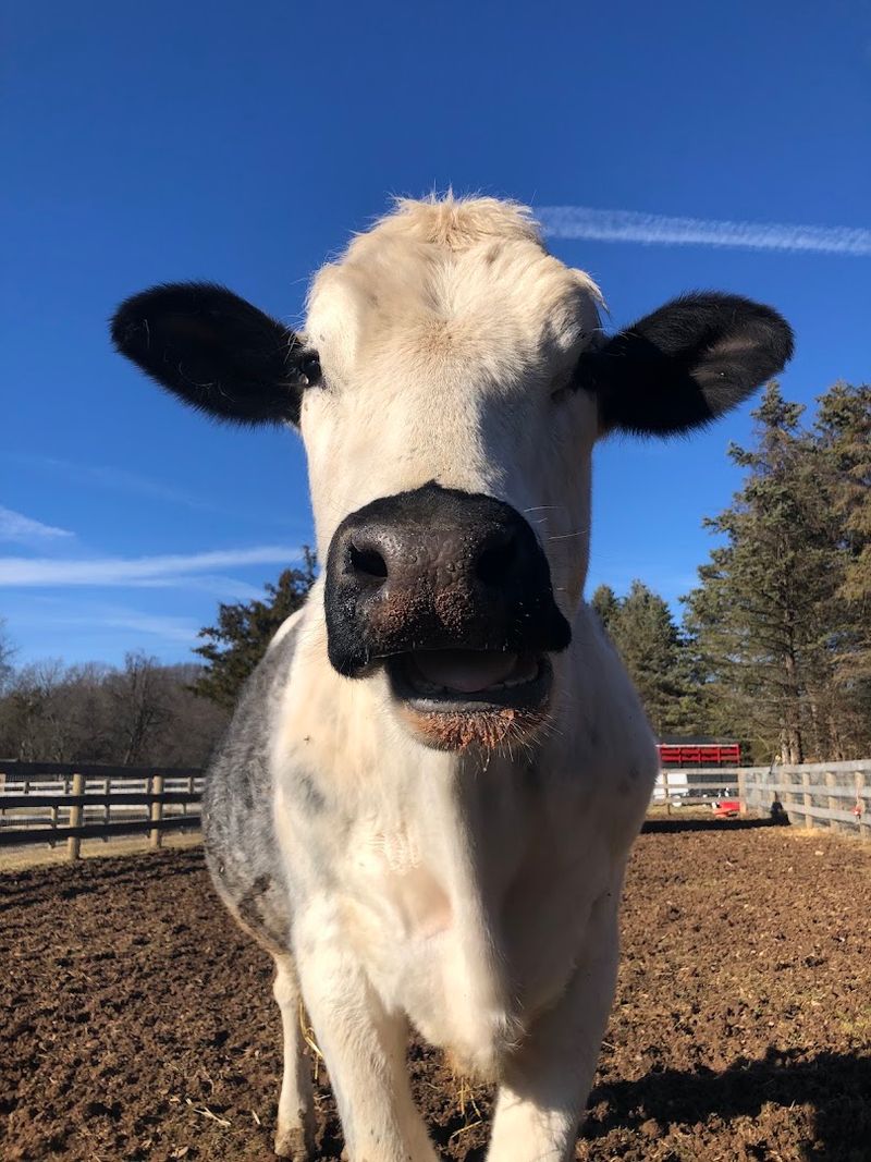 A Space That Feels Safe for Every Animal A Space That Feels Safe for Every Animal