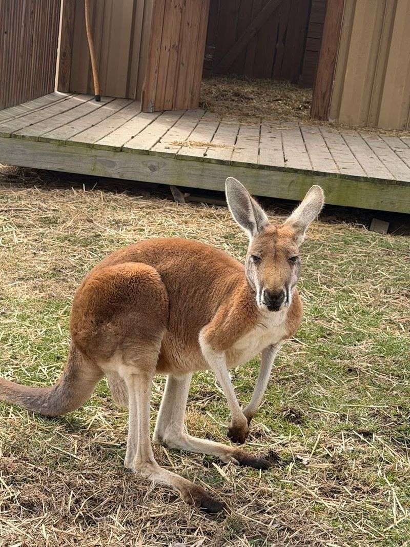 A Surprisingly Wide Variety of Animals