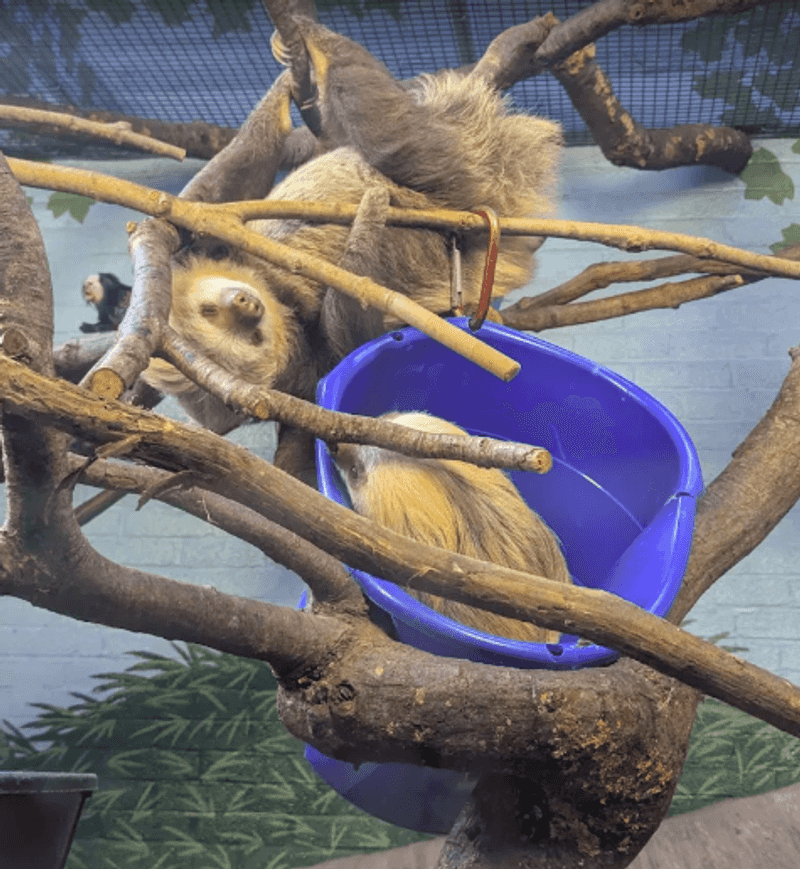A Titi Monkey and the Capron Building A Titi Monkey and the Capron Building