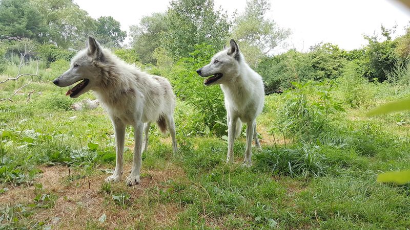 A Wolf Pack Hidden in the Ipswich Woods A Wolf Pack Hidden in the Ipswich Woods