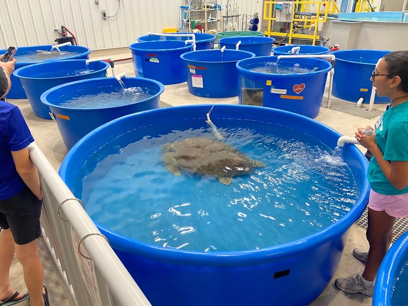 A Working Turtle Hospital on Tortuga Lane
