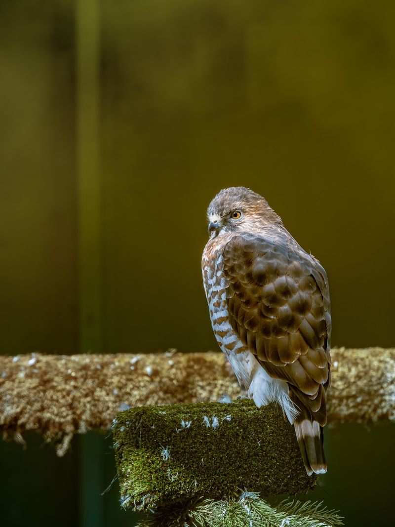 A rescue mission behind the bird enclosures