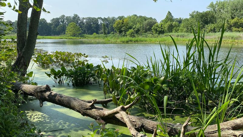Abbott Marshlands, Hamilton Township, New Jersey Abbott Marshlands, Hamilton Township, New Jersey