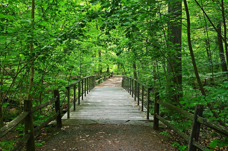 Accessibility Inside the Ancient Woodland