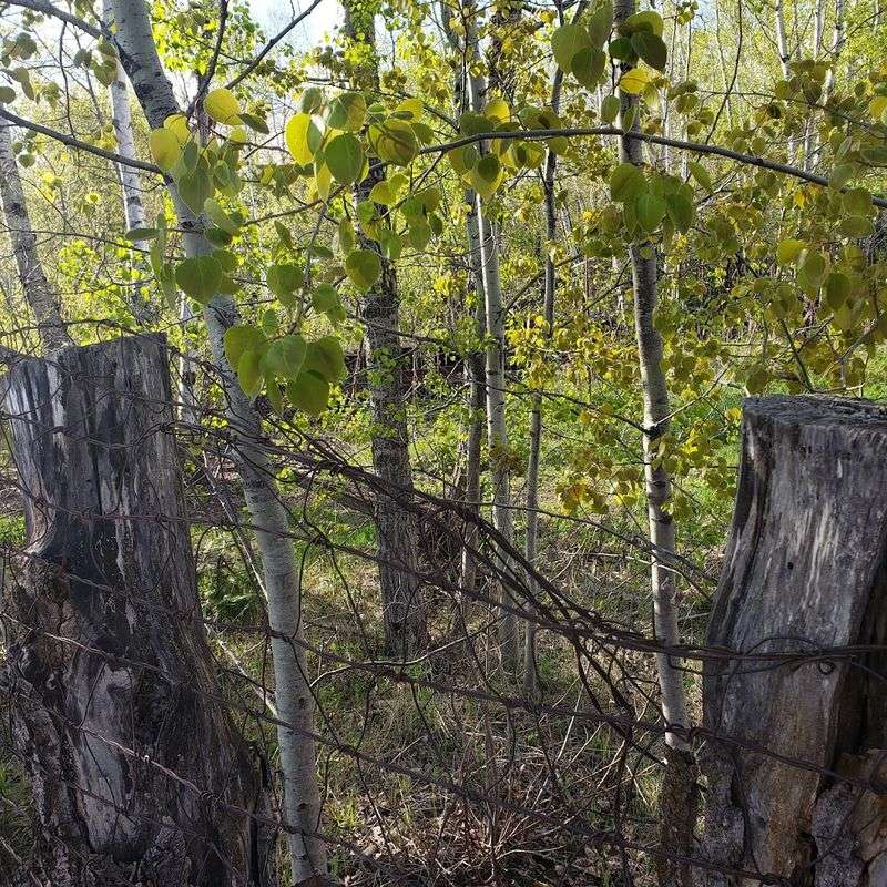 Accessibility and Who the Trail Welcomes