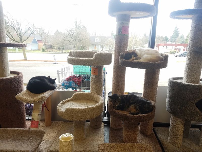 Adopting a Cat: What the Process Looks Like