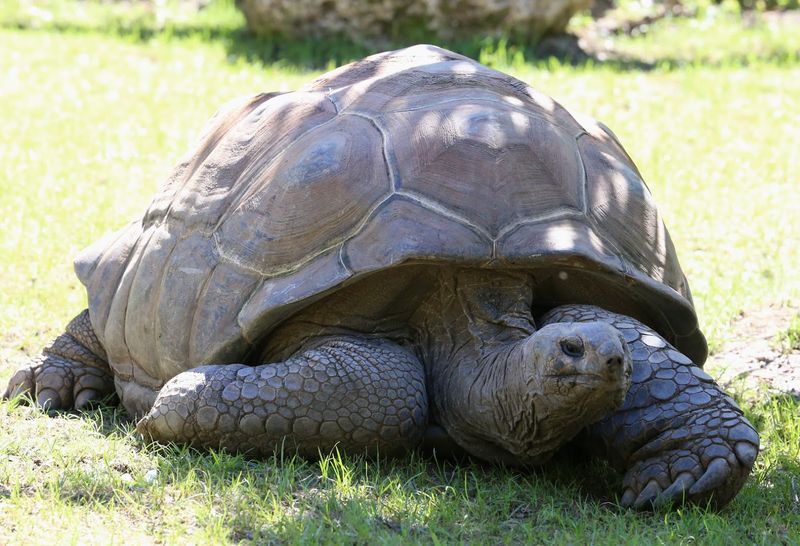 Aldabra Atoll, Seychelles