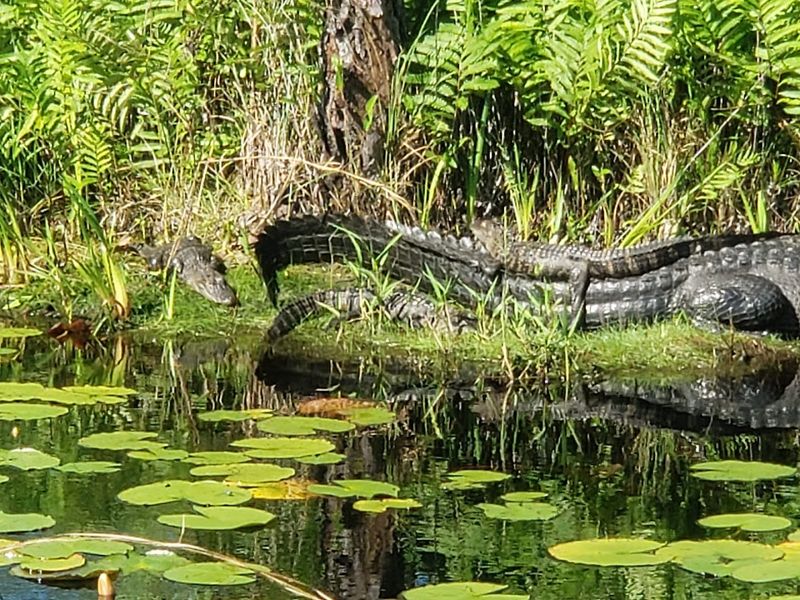 Alligators Everywhere: What Wildlife Viewing Actually Looks Like Alligators Everywhere: What Wildlife Viewing Actually Looks Like