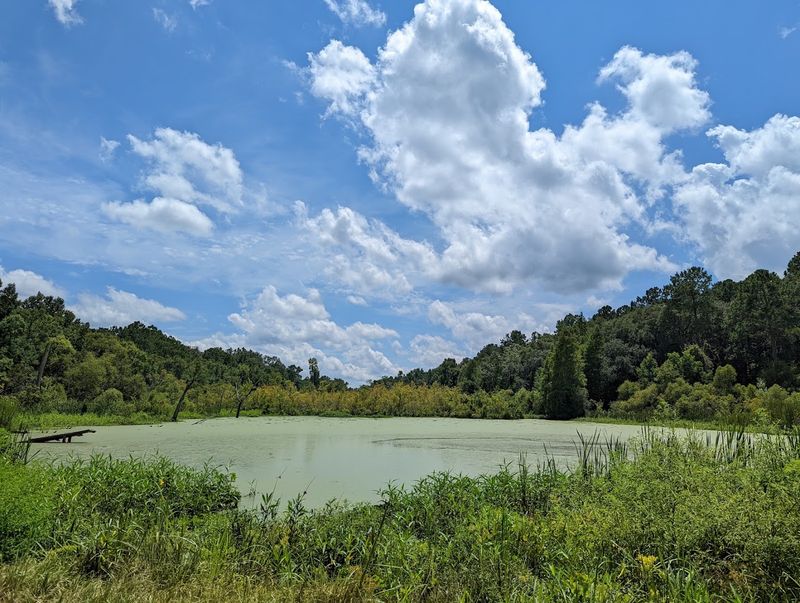 Alligators in the Open and Why That Is Completely Normal Here Alligators in the Open and Why That Is Completely Normal Here