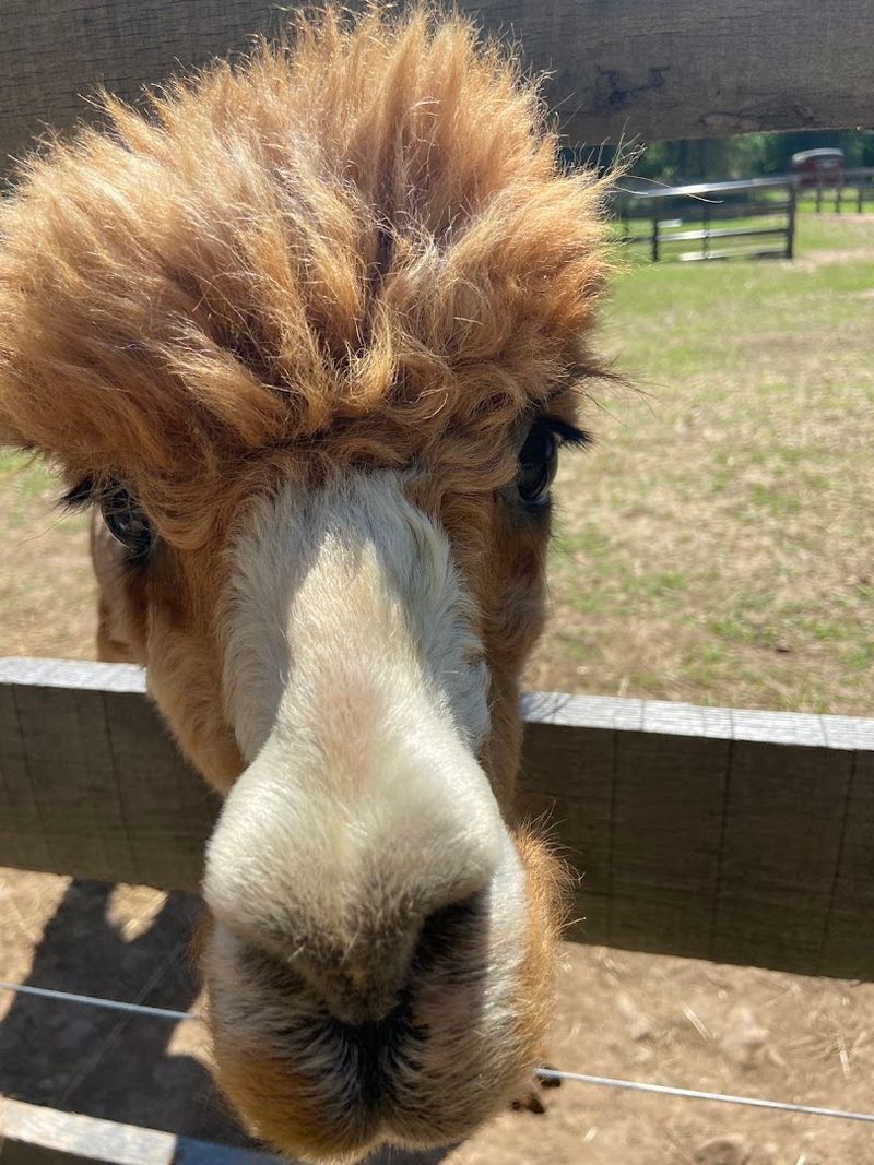 Alpaca-Grams and Event Rentals Worth Knowing About Alpaca-Grams and Event Rentals Worth Knowing About