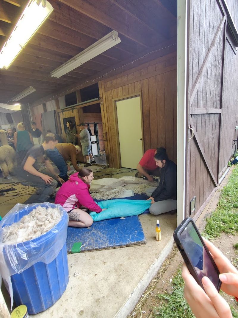 Alpaca U and the 4-H Club That Calls This Farm Home Alpaca U and the 4-H Club That Calls This Farm Home