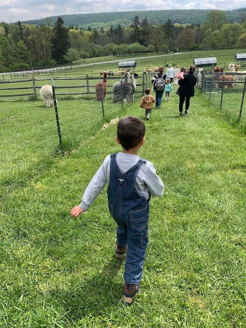 Alpaca Walks, Craft Classes, and More Than You Bargained For Alpaca Walks, Craft Classes, and More Than You Bargained For