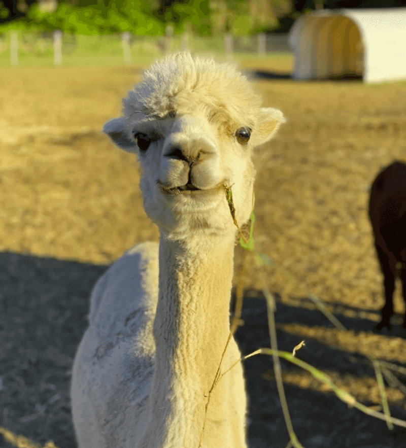 Alpacas Roaming the Fields Like They Own the Place