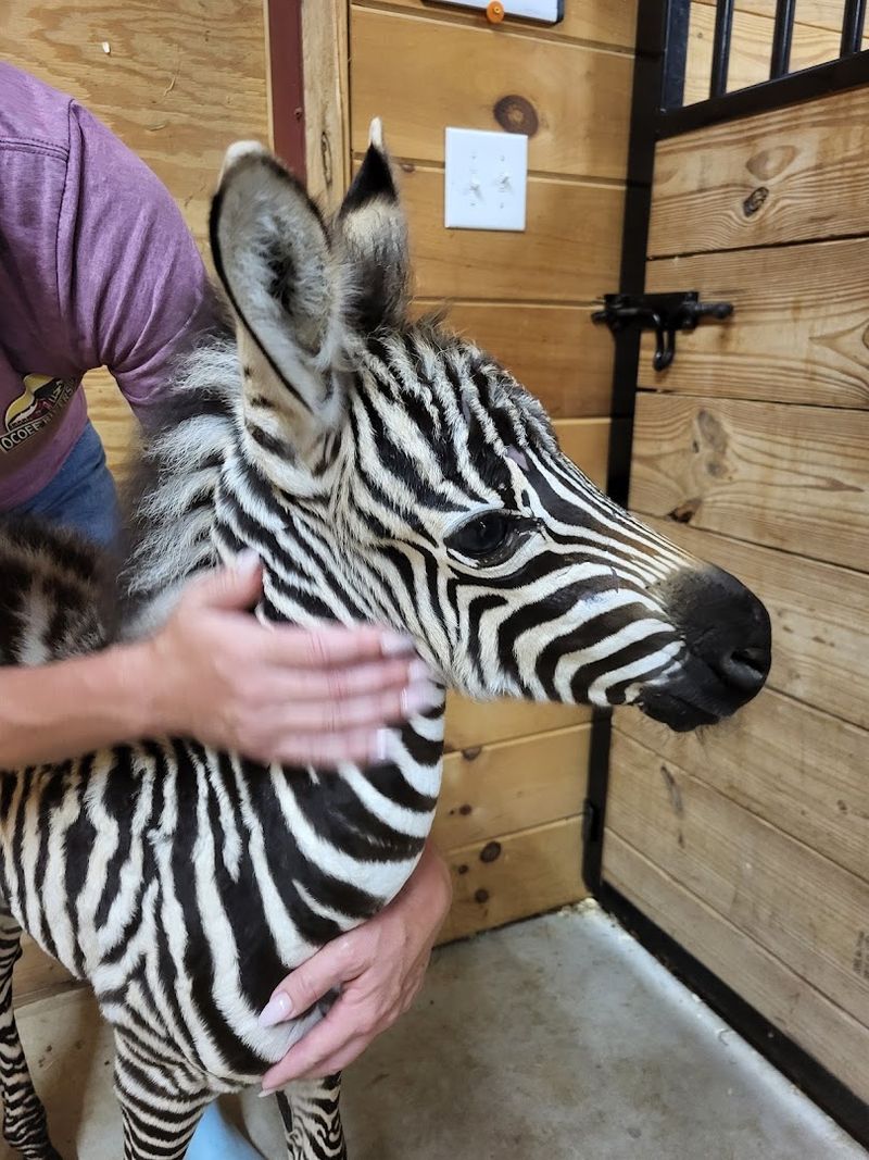 An Unexpected Cast of Exotic Animals An Unexpected Cast of Exotic Animals