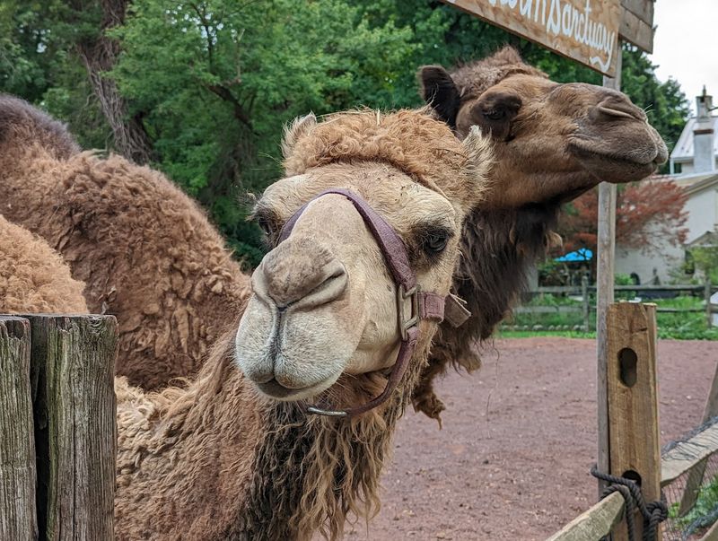 An Unexpected Lineup of Animals That Will Genuinely Surprise You An Unexpected Lineup of Animals That Will Genuinely Surprise You